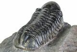 Detailed Reedops Trilobite - Atchana, Morocco #312814-5